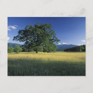 USA, Tennessee. Große Smokey Mountains 3 Postkarte