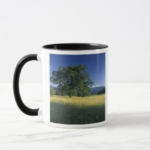 USA, Tennessee. Große Smokey Mountains 3 Tasse