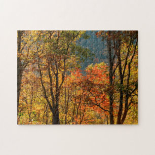 USA, Tennessee. Herbstlaub