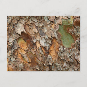 USA, Tennessee, Nah von Rinde auf einem Baum Postkarte