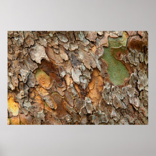 USA, Tennessee, Naher Bachstand auf einem Baum Poster