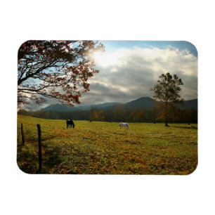 USA, Tennessee. Pferde im Höhlental Magnet