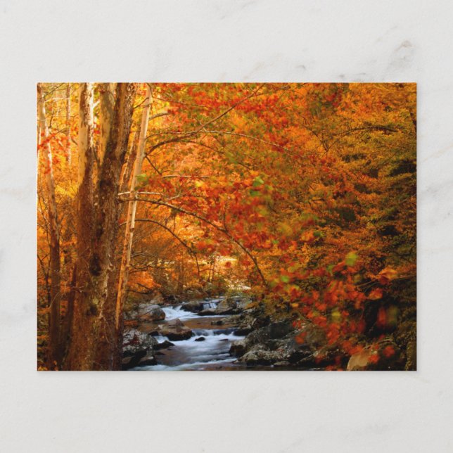 USA, Tennessee. Rushing Mountain Creek 2 Postkarte (Vorderseite)
