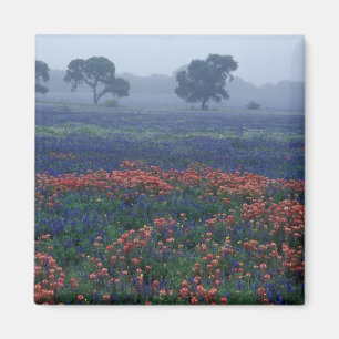 USA, Texas, bei Lytle Fog, Eichen, blaue Hauben Magnet