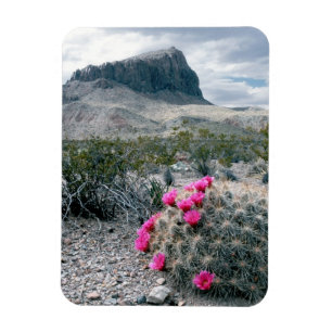 USA, Texas, Big Bend National Park.Blühen Magnet