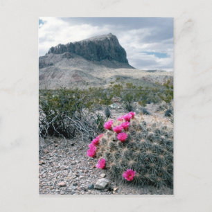USA, Texas, Big Bend National Park. Blühen Postkarte