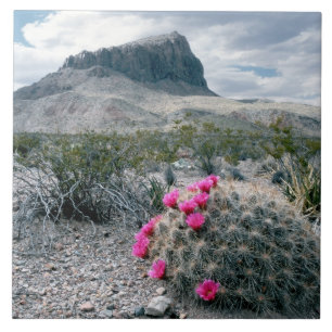 USA, Texas, Big Bend Nationalpark. Blütenpracht Fliese