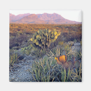 USA, Texas, Big Bend NP. Ein sandiger rosa Abend Magnet