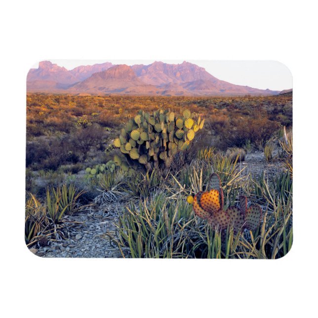USA, Texas, Big Bend NP. Eine sandrosa Dämmerung Magnet (Horizontal)