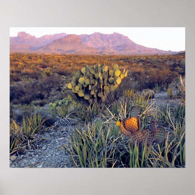 USA, Texas, Big Bend NP. Eine sandrosa Dämmerung Poster (Vorne)