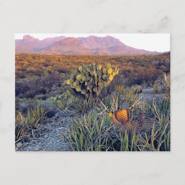 USA, Texas, Big Bend NP. Eine sandrosa Dämmerung Postkarte (Vorderseite)
