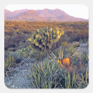 USA, Texas, Big Bend NP. Sandrosa Dämmerung Quadratischer Aufkleber
