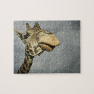 USA, Texas, Fossil Rim Wildlife Area, Giraffe
