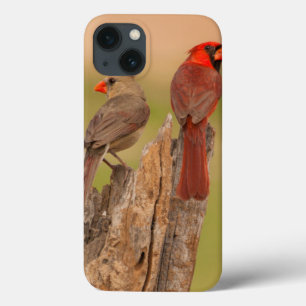 USA, Texas, Hidalgo County. Kardinals-Paare iPhone 13 Hülle