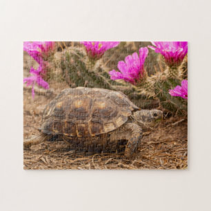 USA, Texas, Hidalgo County. Landschildkröte
