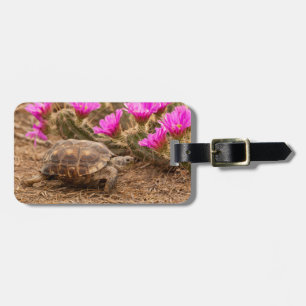 USA, Texas, Hidalgo County. Landschildkröte Gepäckanhänger