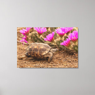 USA, Texas, Hidalgo County. Landschildkröte Leinwanddruck
