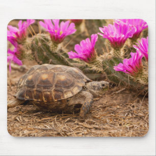 USA, Texas, Hidalgo County. Landschildkröte Mousepad