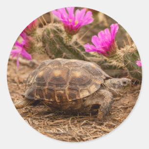 USA, Texas, Hidalgo County. Landschildkröte Runder Aufkleber