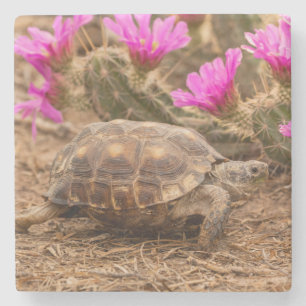 USA, Texas, Hidalgo County. Landschildkröte Steinuntersetzer