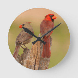 USA, Texas, Hidalgo Landkreis. Kardinal Pair Runde Wanduhr