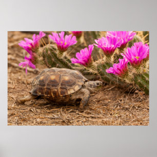 USA, Texas, Hidalgo Landkreis. Tortoise Poster