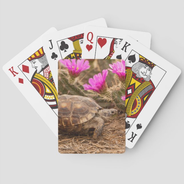 USA, Texas, Hidalgo Landkreis. Tortoise Spielkarten (Rückseite)