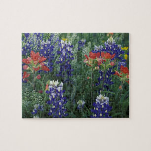 USA, Texas Hill Country. Blaue Lupinen und