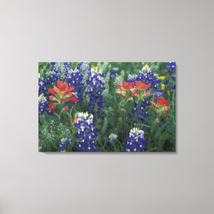 USA, Texas Hill Country. Blaue Lupinen und Leinwanddruck