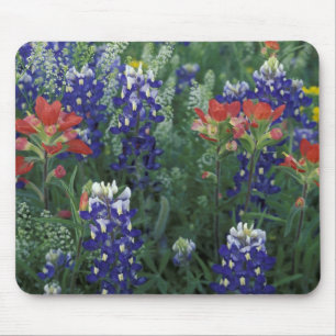 USA, Texas Hill Country. Blaue Lupinen und Mousepad