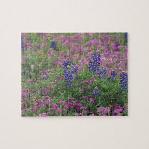 USA, Texas Hill Country. Blaue Lupinen unter Phlox
