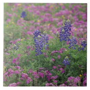 USA, Texas Hill Country. Blaues Lupinen unter Phlo Fliese