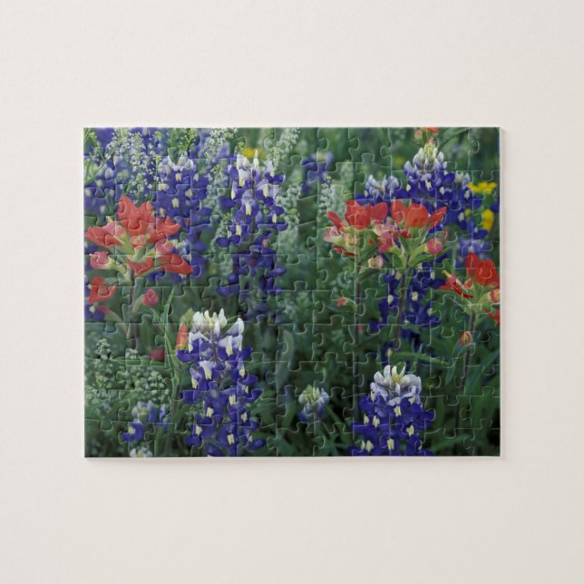 USA, Texas Hill Country. Bluebonetze und (Horizontal)