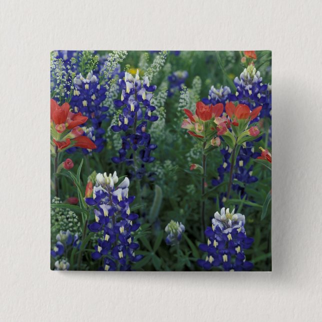 USA, Texas Hill Country. Bluebonetze und Button (Vorderseite)