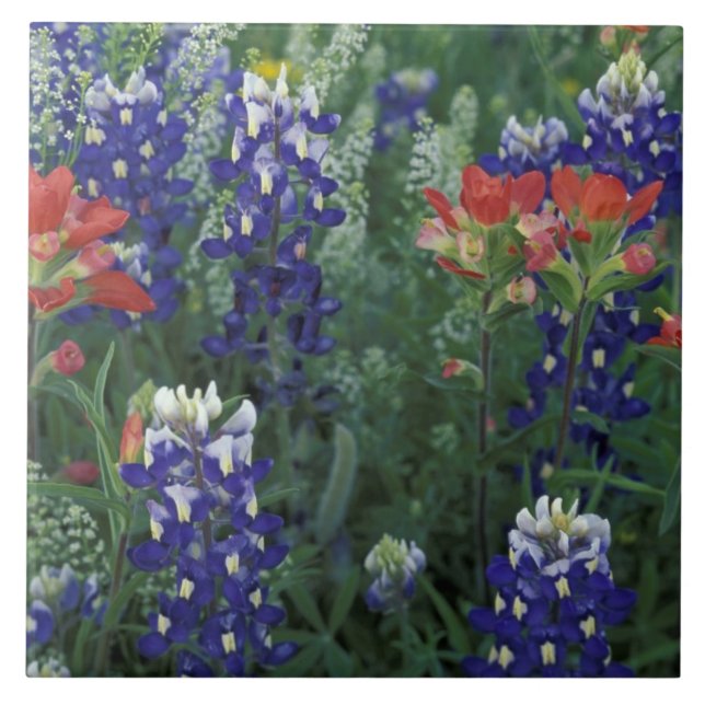 USA, Texas Hill Country. Bluebonetze und Fliese (Vorderseite)