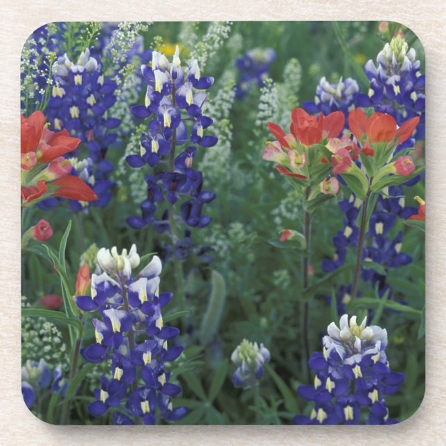 USA, Texas Hill Country. Bluebonetze und Getränkeuntersetzer (Vorderseite)
