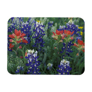 USA, Texas Hill Country. Bluebonetze und Magnet