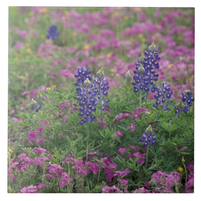 USA, Texas Hill Country. Bluebonnets Fliese (Vorderseite)
