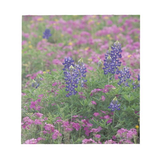 USA, Texas Hill Country. Bluebonnets Notizblock (Vorderseite)