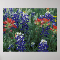 USA, Texas Hill Country. Bluebonnets und