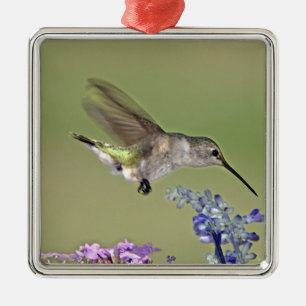 USA, Texas, Hill Country. Weiblich Schwarzkehlnymp Ornament Aus Metall