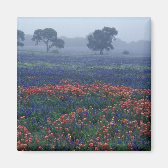 USA, Texas, in der Nähe von Lytle Fog, Eichen, bla Magnet (Vorne)