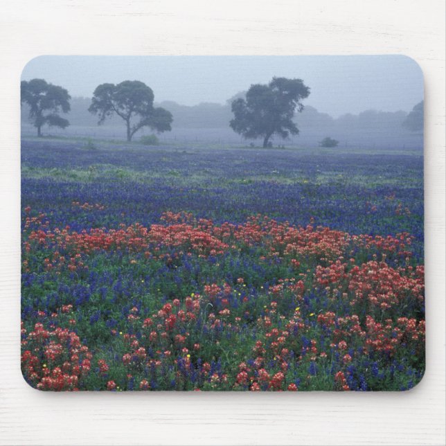 USA, Texas, in der Nähe von Lytle Fog, Eichen, bla Mousepad (Vorne)