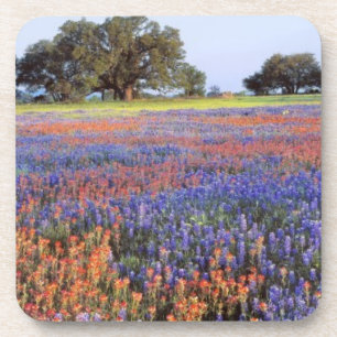 USA, Texas, Llano. Blau- und Rotbonnets Getränkeuntersetzer