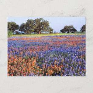 USA, Texas, Llano. Blaue und rote Lupinen Postkarte