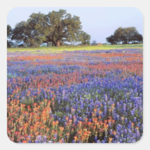 USA, Texas, Llano. Blaue und rote Lupinen Quadratischer Aufkleber