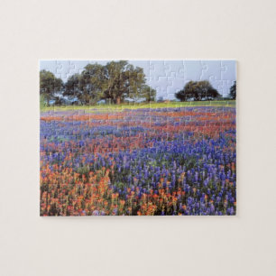 USA, Texas, Llano. Blaue und rote Mohnblumen