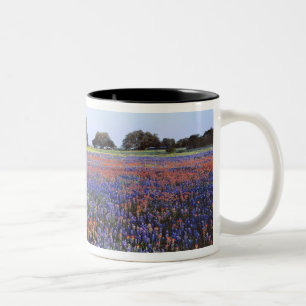 USA, Texas, Llano. Blaue und rote Mohnblumen Zweifarbige Tasse