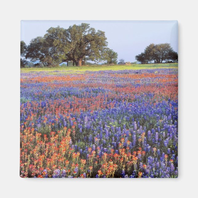 USA, Texas, Llano. Bluebonette und Rotbarnet Magnet (Vorne)