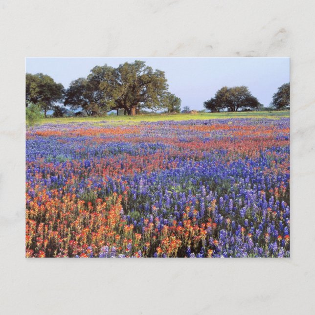 USA, Texas, Llano. Bluebonette und Rotbarnet Postkarte (Vorderseite)